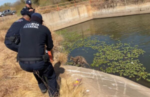 Policía Estatal rescata a venado atrapado en canal de riego en Huatabampo