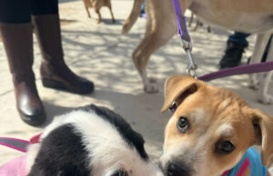 Beneficia Gobierno de Sonora salud de animales con jornadas integrales gratuitas