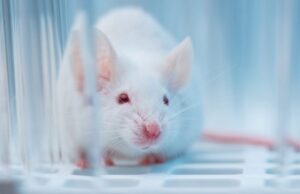 El microbioma infantil podría ser clave para prevenir la diabetes tipo 1, según un estudio en ratones