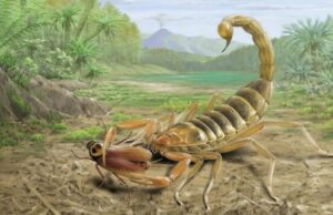 Sirvió de alimento para dinosaurios, pero este escorpión primitivo hubiera sido un cazador mortal en la actualidad. Todo se lo debía a su veneno