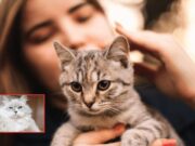 ¿Sabías que… los gatos fortalecen tu salud emocional y tus vínculos sociales?