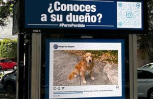 Tecnología ayuda a perro extraviado a regresar a casa