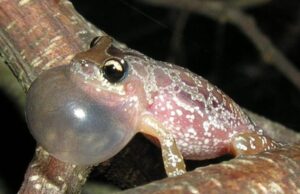 Descubren en Misiones una nueva especie de rana y fue nombrada en homenaje a Fontanarrosa