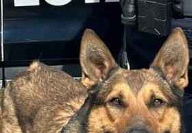 Binomio canino del Gobierno de Sonora generan resultados en operativo de Hermosillo