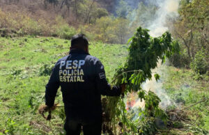 Grupos especializados de la SSP del Gobierno de Sonora localizan y destruyen plantíos de marihuana en Álamos