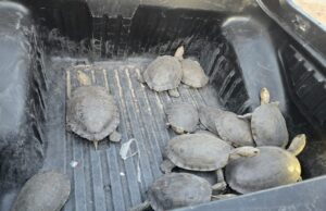 Instala Ayuntamiento de Hermosillo señalamientos preventivos por cruce de tortugas en el Vado del Río