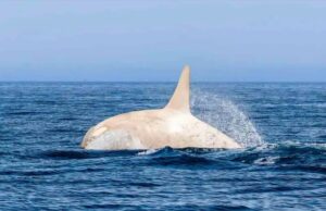 Orca albina sorprende frente a Japón; fotógrafo capta su salto en un momento único