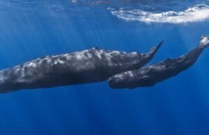 Los campeones del buceo: Animales que pueden pasar más tiempo bajo el agua sin respirar