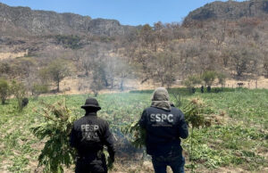 Localiza y destruye Gobierno de Sonora 21 toneladas de marihuana en Álamos