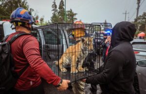 Un cachorro de tigre de bengala fue rescatado en taquería tras denuncia ciudadana