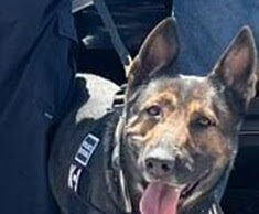 Unidad K-9 del Gobierno de Sonora asegura narcótico en Hermosillo