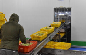Posiciona Gobierno de Sonora al estado como líder nacional en producción de uva de mesa
