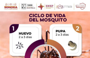 Invita Gobierno de Sonora a conocer el ciclo de vida del mosquito para prevenir el dengue