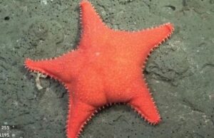 Captan estrella de mar “Nalgona”, aquí la historia