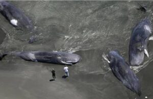 Aparecen cuatro ballenas muertas en Japón luego de Sismo en Rusia que provocó alerta de tsunami