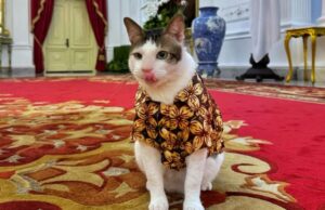 Policías escoltan al gato del presidente de Indonesia y desatan críticas en redes sociales