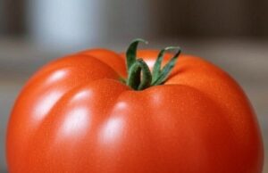 EE.UU. pone freno al tomate mexicano: arancel del 17% sacude exportaciones