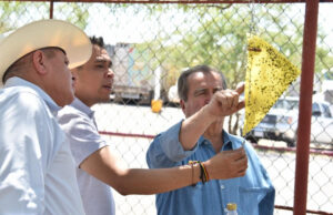 Gobierno de Sonora y Senasica inician monitoreo de trampas para confirmar ausencia de mosca del gusano barrenador