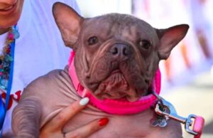 Petunia, la perrita sin pelo que conquistó el título del Perro Más Feo del Mundo 2025