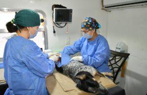 Tendrá IMPBA esterilizaciones gratuitas este viernes en Centro Hábitat Los Olivos