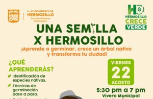 Invita Gobierno Municipal a Taller “Una Semilla x Hermosillo” para aprender a germinar y reforestar la ciudad