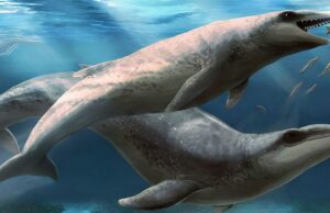 Descubren en Australia una ballena prehistórica adaptada para la caza