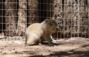 Nace un capibara en Bioparque Estrella de Monterrey y se roba toda la atención de visitantes