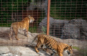 Zoológico danés genera polémica al recibir mascotas como alimento para sus depredadores