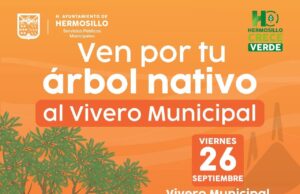Entregará Gobierno de Hermosillo árboles nativos de manera gratuita