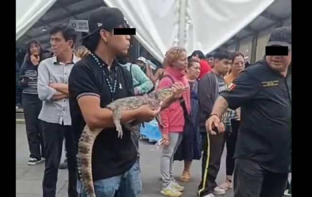 En pleno Zócalo de la CDMX rescatan a estos animales exóticos