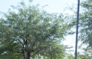 Hermosillo está listo con el operativo del Día de Muertos: Toño Astiazarán