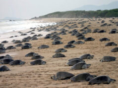 Liberan a 213 crías de tortuga golfina en playas mxicanas