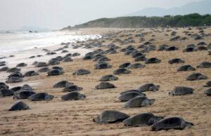 Liberan a 213 crías de tortuga golfina en playas mxicanas