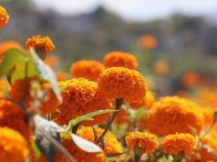 El cempasúchil mexicano enfrenta riesgo por semillas híbridas importadas