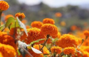 El cempasúchil mexicano enfrenta riesgo por semillas híbridas importadas