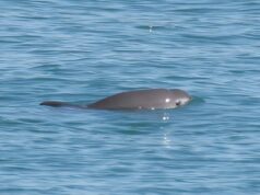 Era una especie que todos daban por extinta en México, pero acaba de aparecer una esperanza