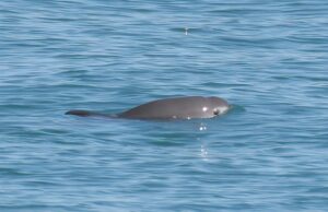 Era una especie que todos daban por extinta en México, pero acaba de aparecer una esperanza