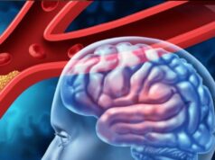 Descubren cómo el cerebro puede regenerar vasos sanguíneos tras un ictus gracias a células gliales