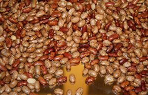 Senado llama a comercializar el acopio de frijol en Durango y a respetar el precio de garantía de esta semilla