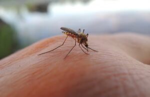 Chau mosquitos: crean un hongo que permite eliminar esta plaga para siempre