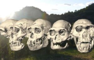 El gran salto no fue caminar erguidos, sino pensar más rápido. La evolución del cráneo humano fue el doble de veloz que la de otros simios