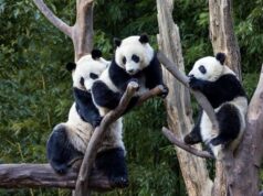 China casi duplica población de pandas gigantes en cautiverio