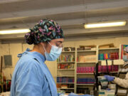 Bienestar Animal impulsa jornada gratuita de esterilización en Hermosillo