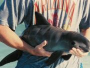 Incorporan nueva tecnología y expertos para proteger a la vaquita marina en el Alto Golfo de California