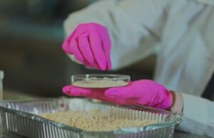 UdeC: Crean hidrogel que potenciaría el crecimiento de los cultivos agrícolas