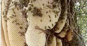 Apícola del Yaqui: miel sonorense que une tradición, salud y cuidado ambiental