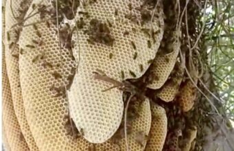 Apícola del Yaqui: miel sonorense que une tradición, salud y cuidado ambiental