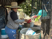 Exhorta Secretaría de Salud mantener hogares limpios contra rickettsia y dengue