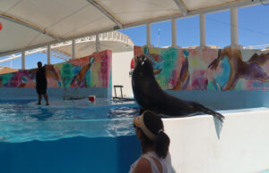 Gobierno de Sonora invita a visitar el Delfinario Sonora durante el periodo vacacional