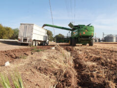 Llama Sagarhpa a productores de trigo panificable a realizar trámite de pago del ciclo 2024-2025